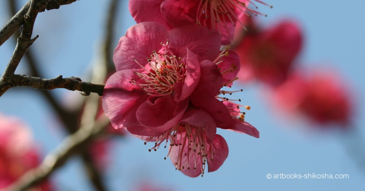 梅の花 紅梅色 日本の伝統色 壁紙無料ダウンロード 紫紅社