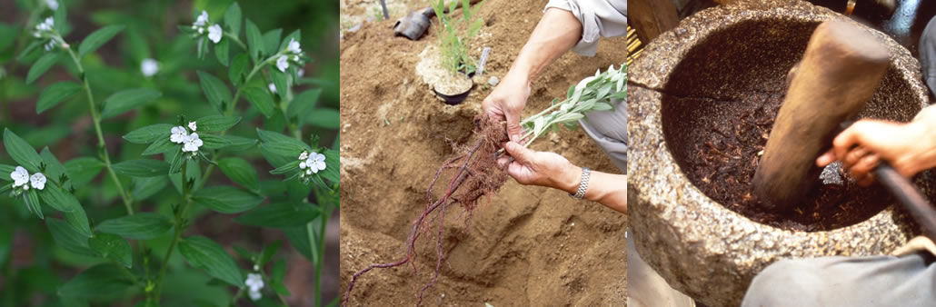 紫の花と根・紫根を臼で搗く作業