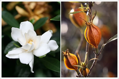 クチナシの花と実の写真