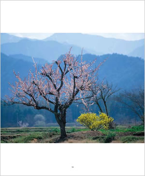 Beautiful Japan 中身サンプル