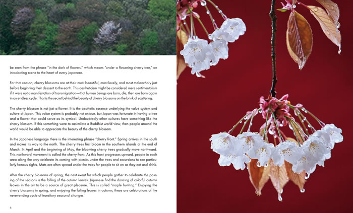 SAKURA: The Japanese Soul Flower 中身サンプル5