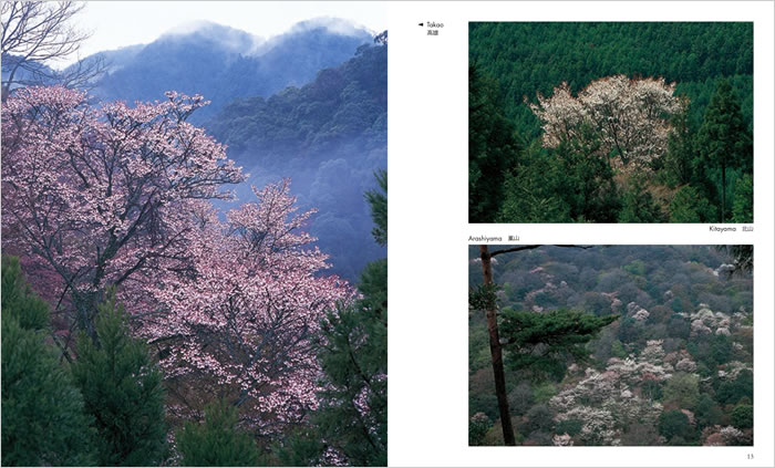 SAKURA: The Japanese Soul Flower 中身サンプル6