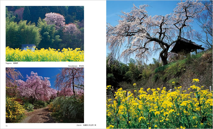 SAKURA: The Japanese Soul Flower 中身サンプル8
