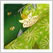 ジャワ更紗文様図鑑