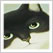 画報 猫づくし