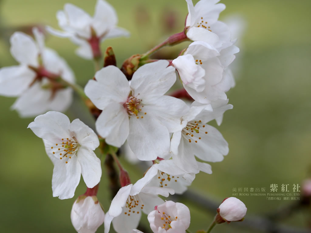 日本の伝統色 桜 壁紙無料ダウンロード 紫紅社