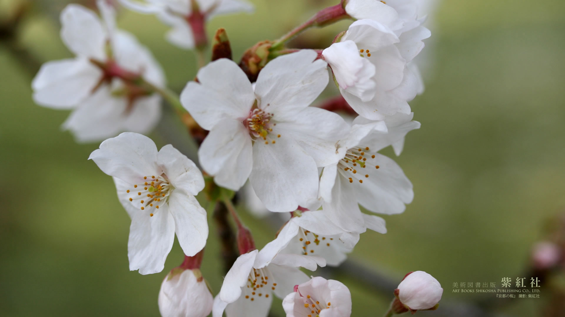 日本の伝統色 桜 壁紙無料ダウンロード 紫紅社